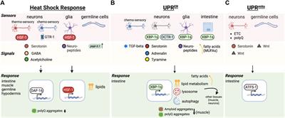 Exploiting inter-tissue stress signaling mechanisms to preserve organismal proteostasis during aging